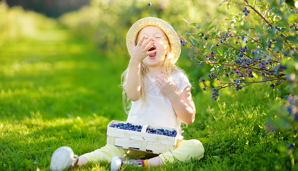 Blueberries Nutrient Benefits