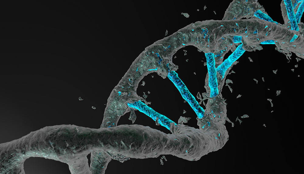 How do we protect our DNA