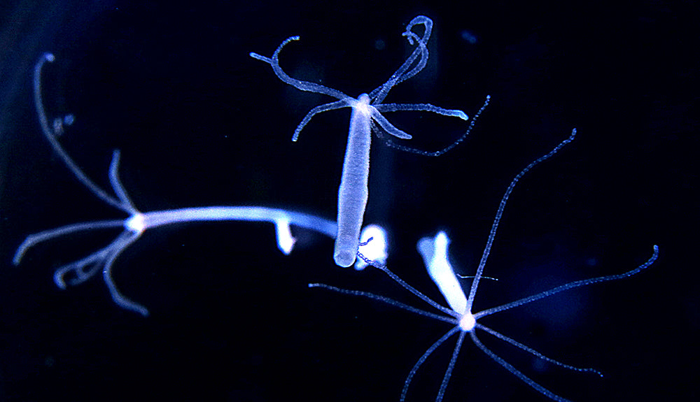 The Immortal life of a Hydra