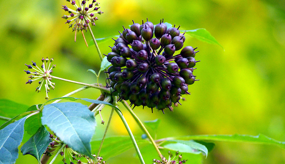 Adaptogen Herbs: The Key to Longevity and Optimal Health