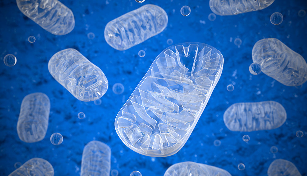 All About Mitochondria Function & Related Diseases
